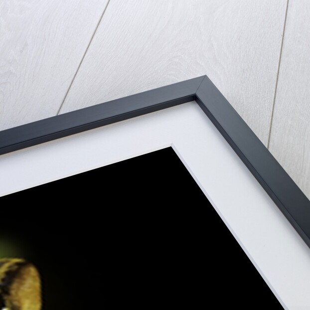 Hyperolius puncticulatus (spotted reed frog) by Anonymous