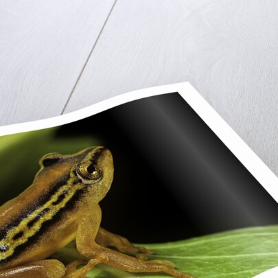 Hyperolius puncticulatus (spotted reed frog) by Anonymous