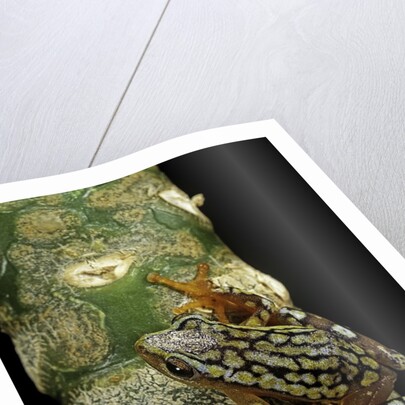 Hyperolius puncticulatus amani (spotted reed frog) by Anonymous