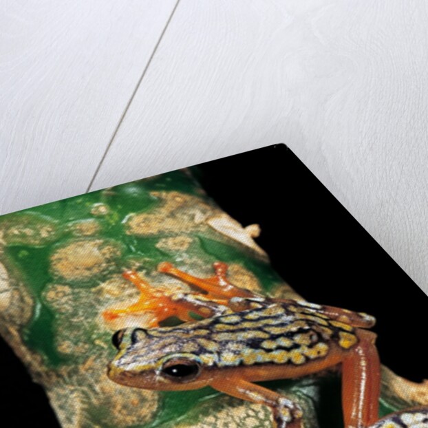 Hyperolius puncticulatus amani (spotted reed frog) by Anonymous