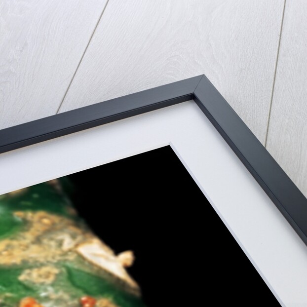 Hyperolius puncticulatus amani (spotted reed frog) by Anonymous