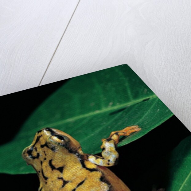 Hyperolius puncticulatus (spotted reed frog) by Anonymous