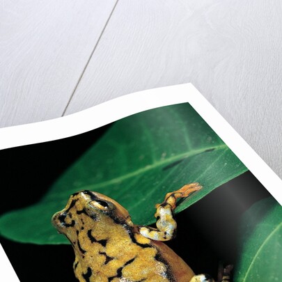 Hyperolius puncticulatus (spotted reed frog) by Anonymous
