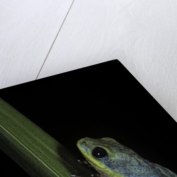 Hyperolius tuberilinguis (tinker reed frog) by Anonymous