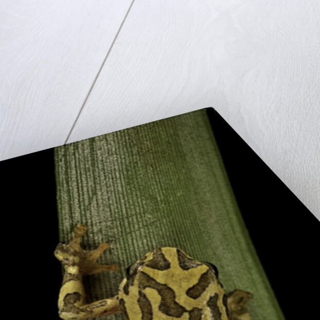 Hyperolius viridiflavus (common reed frog) by Anonymous