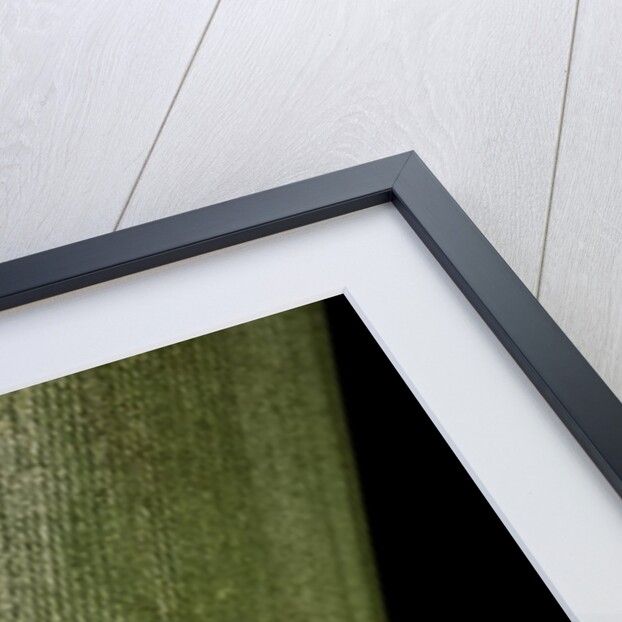 Hyperolius viridiflavus (common reed frog) by Anonymous