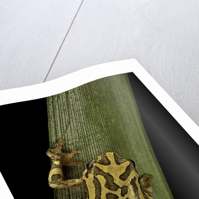 Hyperolius viridiflavus (common reed frog) by Anonymous