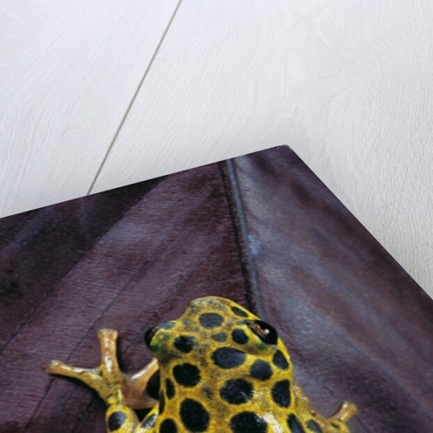 Hyperolius viridiflavus aposematicus by Anonymous
