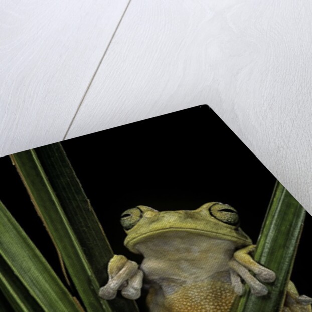 Hypsiboas heilprini (Los Bracitos treefrog) by Anonymous
