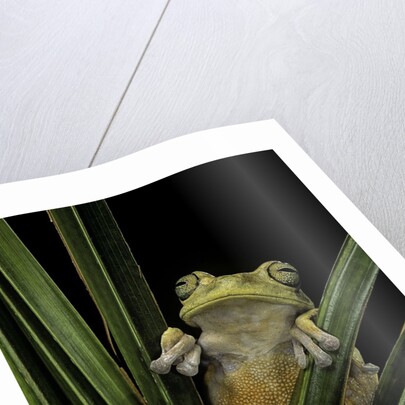 Hypsiboas heilprini (Los Bracitos treefrog) by Anonymous