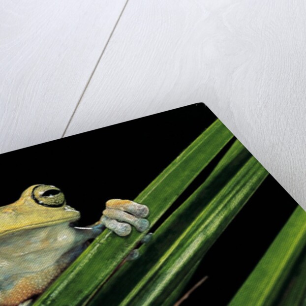 Hypsiboas heilprini (Los Bracitos treefrog) by Anonymous