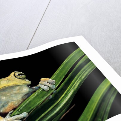 Hypsiboas heilprini (Los Bracitos treefrog) by Anonymous