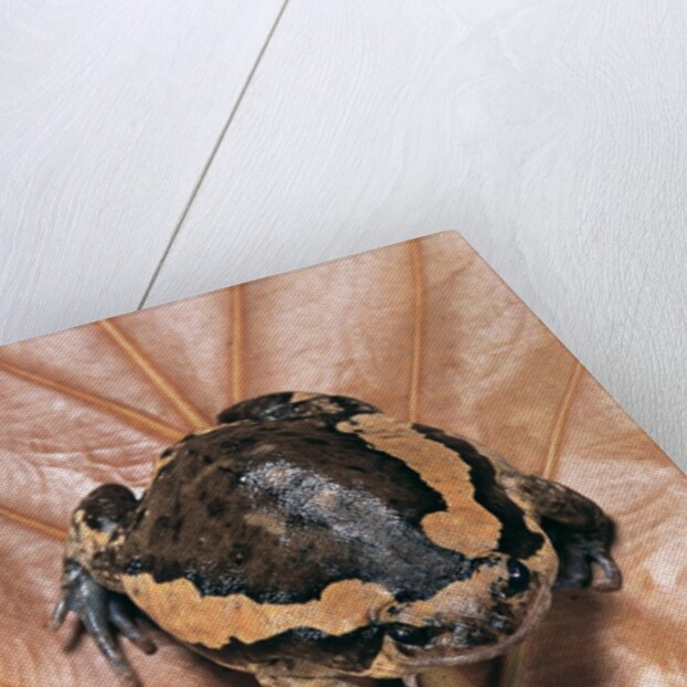 Kaloula pulchra (banded bullfrog) by Anonymous