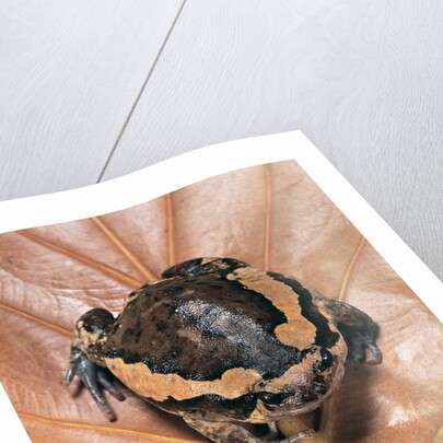 Kaloula pulchra (banded bullfrog) by Anonymous