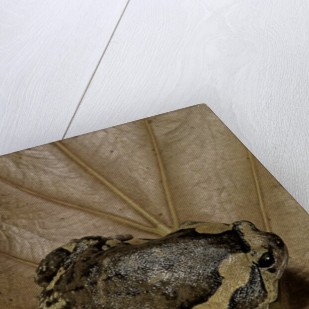 Kaloula pulchra (banded bullfrog) by Anonymous