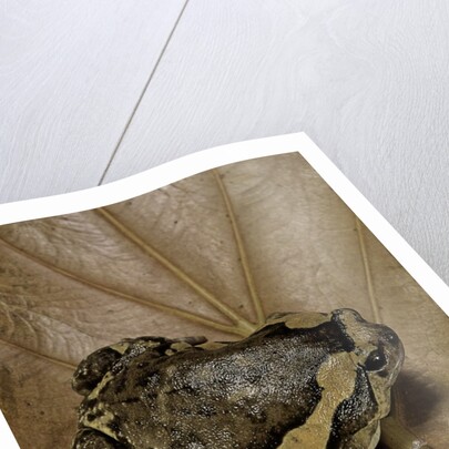 Kaloula pulchra (banded bullfrog) by Anonymous