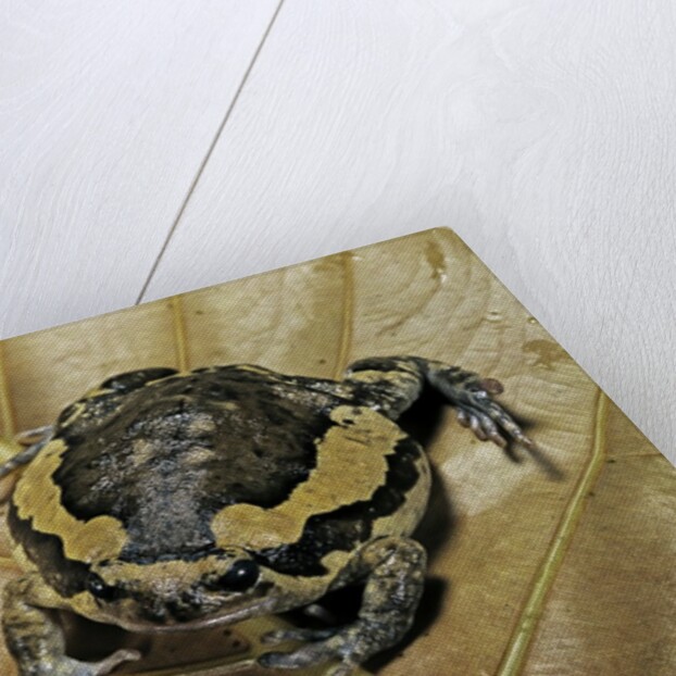 Kaloula pulchra (banded bullfrog) by Anonymous