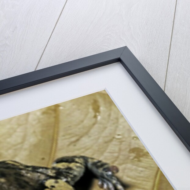 Kaloula pulchra (banded bullfrog) by Anonymous