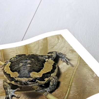 Kaloula pulchra (banded bullfrog) by Anonymous