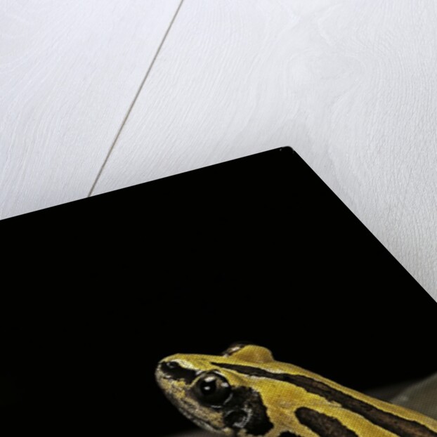 Kassina senegalensis (Senegal running frog) by Anonymous