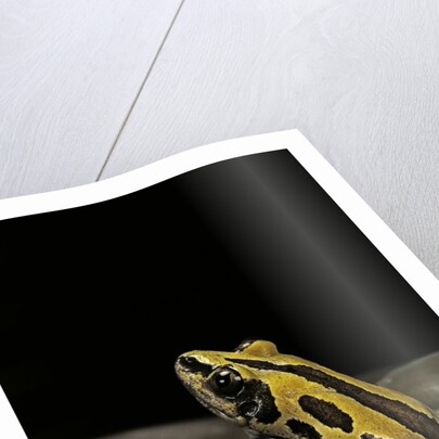 Kassina senegalensis (Senegal running frog) by Anonymous