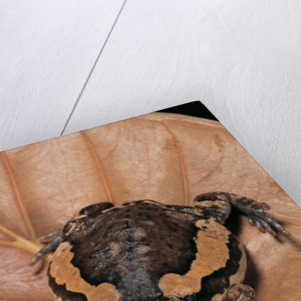 Kaloula pulchra (banded bullfrog) by Anonymous