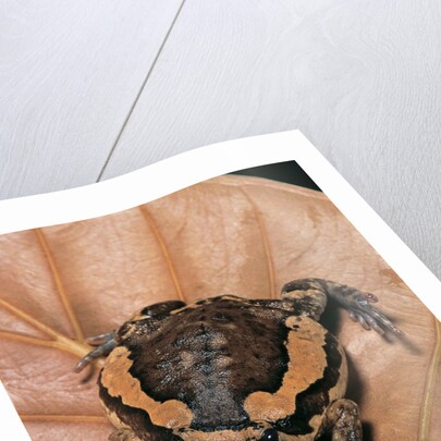 Kaloula pulchra (banded bullfrog) by Anonymous