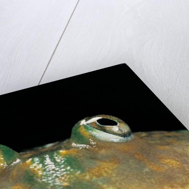 Lepidobatrachus laevis (budgett's frog, escuerzo de agua) by Anonymous