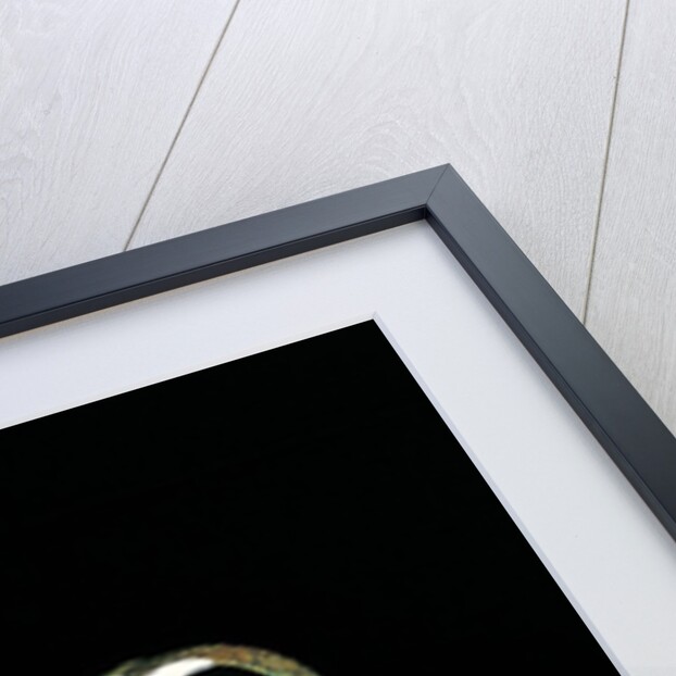 Lepidobatrachus laevis (budgett's frog, escuerzo de agua) by Anonymous