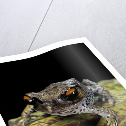 Leptobrachium hasseltii (Hasselt's toad, Tschudi's frog) by Anonymous