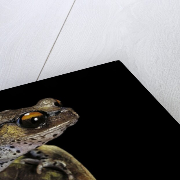 Leptobrachium hasseltii (Hasselt's toad, Tschudi's frog) by Anonymous