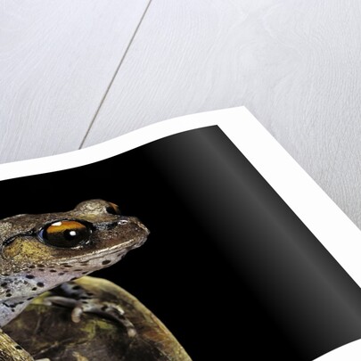 Leptobrachium hasseltii (Hasselt's toad, Tschudi's frog) by Anonymous