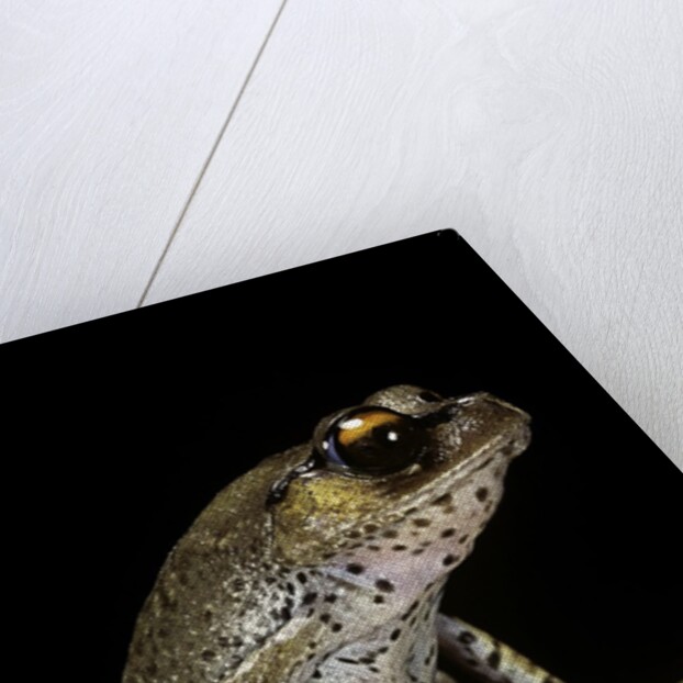 Leptobrachium hasseltii (Hasselt's toad, Tschudi's frog) by Anonymous