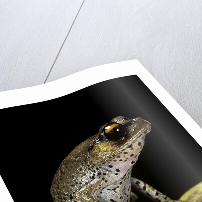Leptobrachium hasseltii (Hasselt's toad, Tschudi's frog) by Anonymous