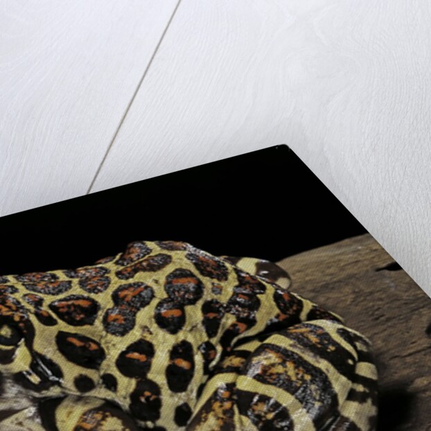 Leptodactylus laticeps (Santa fe frog) by Anonymous
