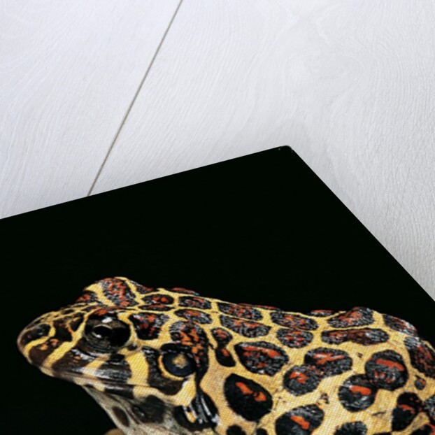 Leptodactylus laticeps (Santa fe frog) by Anonymous