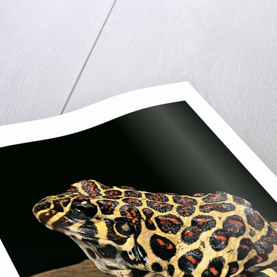 Leptodactylus laticeps (Santa fe frog) by Anonymous