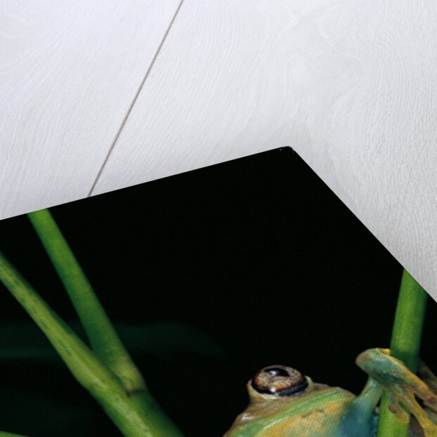 Leptopelis barbouri (Barbour's tree frog) by Anonymous