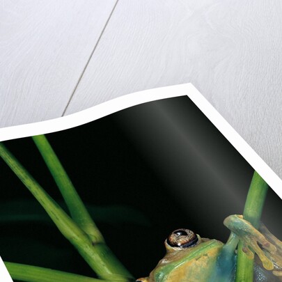Leptopelis barbouri (Barbour's tree frog) by Anonymous