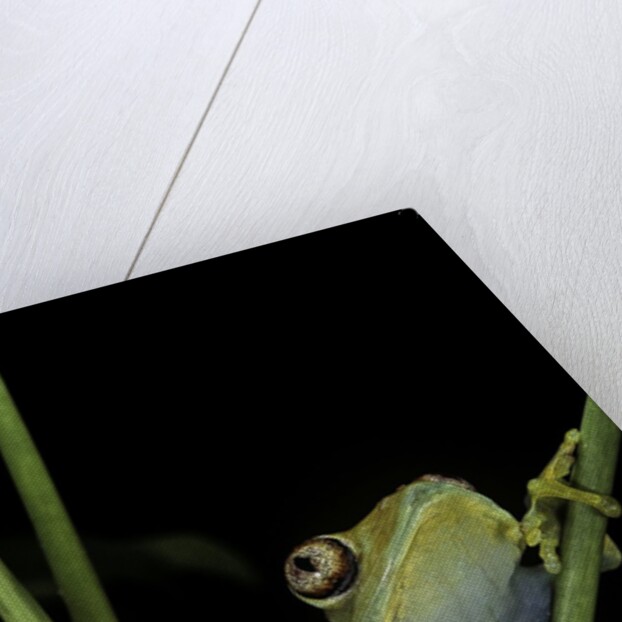 Leptopelis barbouri (Barbour's tree frog) by Anonymous