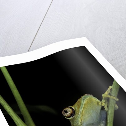 Leptopelis barbouri (Barbour's tree frog) by Anonymous