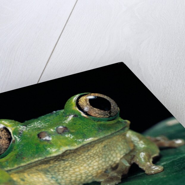 Leptopelis brevirostris (Cameroon forest treefrog) by Anonymous