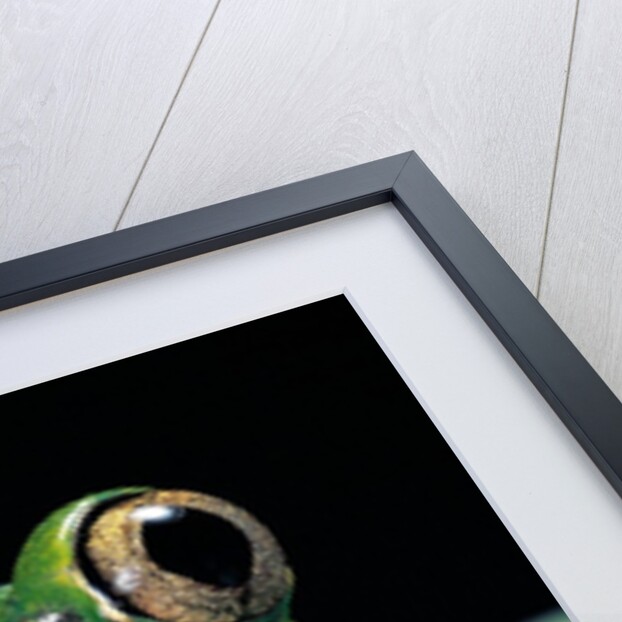 Leptopelis brevirostris (Cameroon forest treefrog) by Anonymous