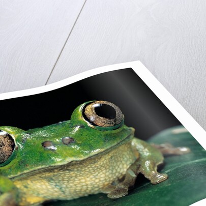 Leptopelis brevirostris (Cameroon forest treefrog) by Anonymous