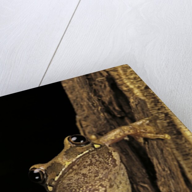 Leptopelis sp. (forest treefrog ) by Anonymous