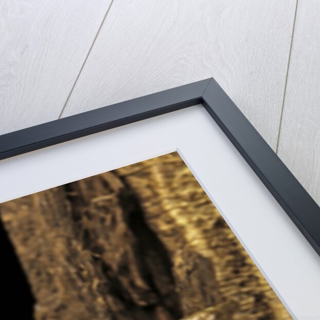 Leptopelis sp. (forest treefrog ) by Anonymous