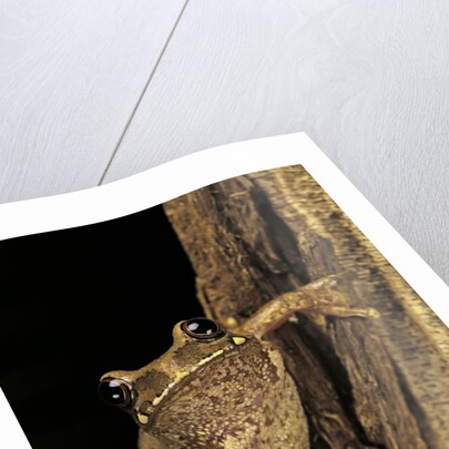 Leptopelis sp. (forest treefrog ) by Anonymous