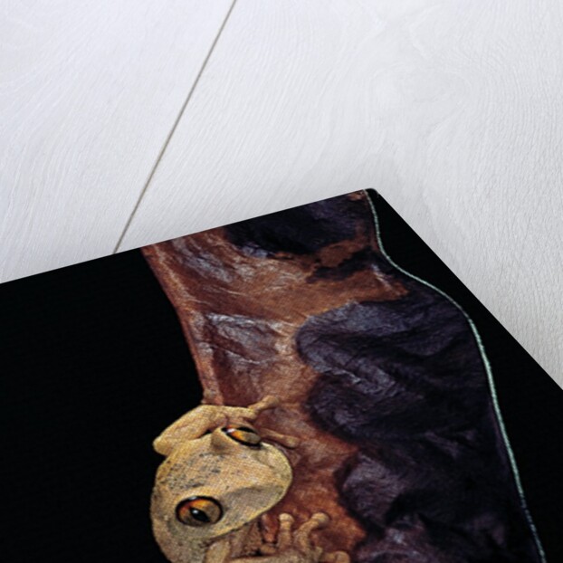 Leptopelis sp. (forest treefrog ) by Anonymous