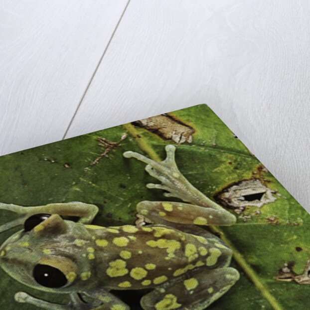 Leptopelis uluguruensis (Uluguru forest treefrog) by Anonymous