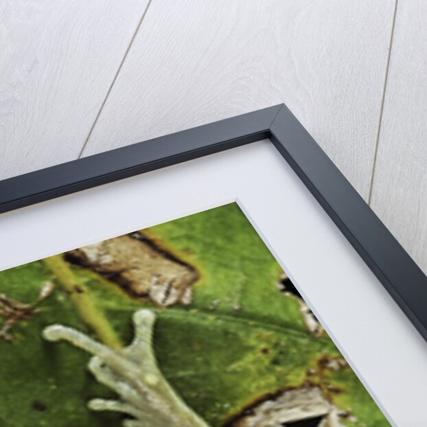 Leptopelis uluguruensis (Uluguru forest treefrog) by Anonymous